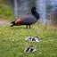 New Zealand, Te Anau, Duck and chicks