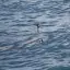 New Zealand, Dunedin, Cape Petrel, Otago Peninsula