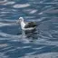 New Zealand, Dunedin, Albatross, Otago Peninsula