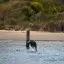 New Zealand, Dunedin, Fur seals, Otago Peninsula