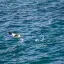 New Zealand, Dunedin, Seagull, Otago Peninsula