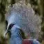 Singapore, Singapore Zoo, Victoria Crowned Pigeon