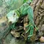 Singapore, Lizard, Singapore Zoo