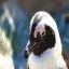 South Africa, Boulders Beach, Penguin