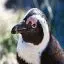 South Africa, Boulders Beach, Penguin