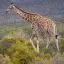 South Africa, Aquila Game Reserve, Giraffe