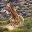 South Africa, Aquila Game Reserve, Giraffe