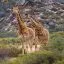 South Africa, Aquila Game Reserve, Giraffe