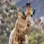 South Africa, Aquila Game Reserve, Giraffe