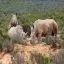 South Africa, Aquila Game Reserve, Rhinos