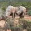 South Africa, Aquila Game Reserve, Rhinos