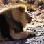 South Africa, Aquila Game Reserve, Lion