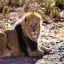 South Africa, Aquila Game Reserve, Lion