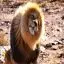 South Africa, Aquila Game Reserve, Lion