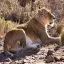 South Africa, Aquila Game Reserve, Lion