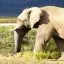 South Africa, Aquila Game Reserve, Elephant