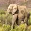 South Africa, Aquila Game Reserve, Elephant