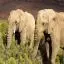 South Africa, Aquila Game Reserve, Elephants