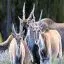 South Africa, Aquila Game Reserve, Eland