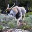 South Africa, Aquila Game Reserve, Eland