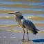 South Africa, Velddrif, Heron, Berg River