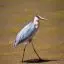 South Africa, Velddrif, Heron, Berg River