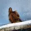 South Africa, Langebaan, Hawk, Geelbek Bird Lookout