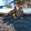 South Africa, Langebaan, Hawk, Geelbek Bird Lookout