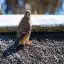 South Africa, Langebaan, Hawk, Geelbek Bird Lookout