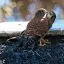 South Africa, Langebaan, Hawk, Geelbek Bird Lookout