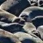 USA, California, Elephant Seals, San Simeon