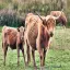 Wales, Betws-y-Coed, Cow and Calf